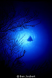 I was doing silhouettes of the fan, when the Eagle Ray ap... by Ben Joubert 